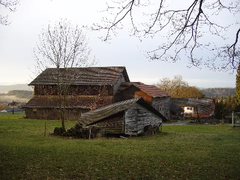 Berghofbasii