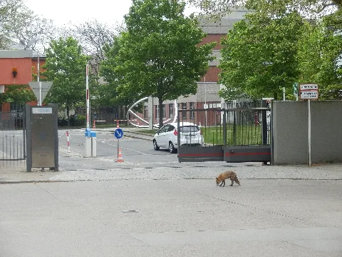 Berlin Lichterfelde Mörchinger Straße Eingang Bam Mit Fuchs