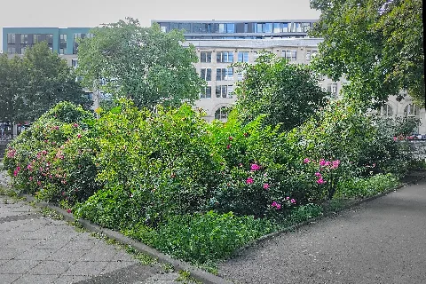 Rosengarten