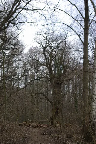 Berlin Tegel Baum Dicke Berta