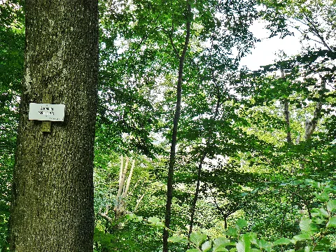 Bertaburg (Die Gibt Es Gar Nicht Mehr ...) Panoramio