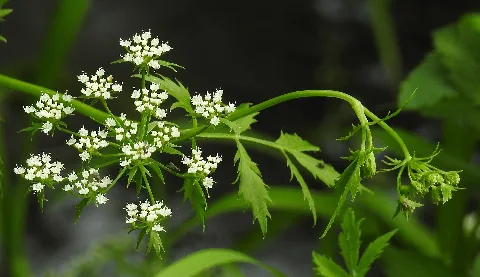 Berula Erecta Rf