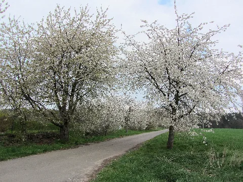 Besendorf Kirschblüte 2012 04 25 042