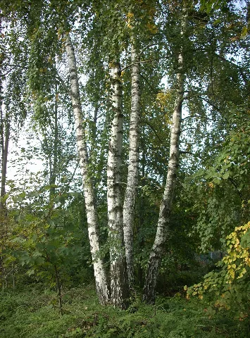 Betula Pendula Friedrichsthal Bildstock Fmt 20101001 01
