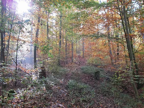 Betzenberg