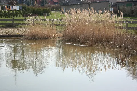 Beuna Feuerwehrteich Loeschteich