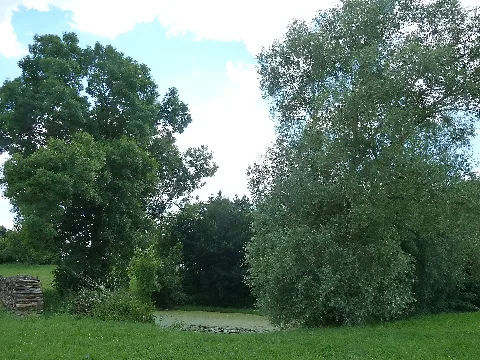 Beurener Wette