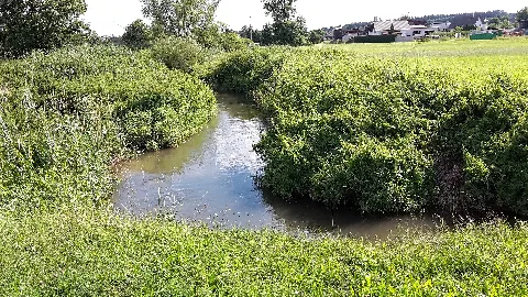 Biber Bei Silheim