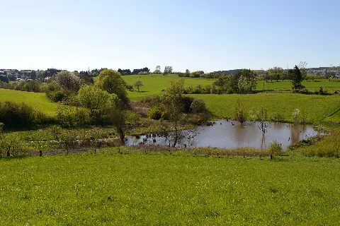 Biberdamm Mit Wasserfläche An Der Malzbach In Uchtelfangen (2016 01)