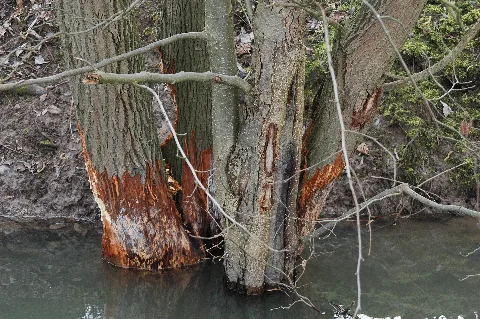 Biberfraß Krebsbach Bei Nidderau