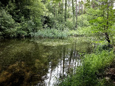 Biotop Nietenbuck Panoramio