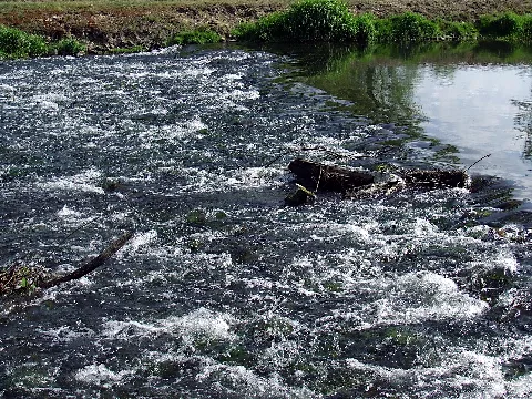 Biotopverbund Spreeaue Nature Reserve, Cottbus (Spree In Cb Saspow)