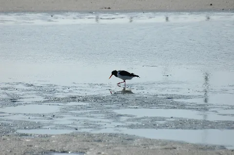 Bird 2007 03 16 (46)