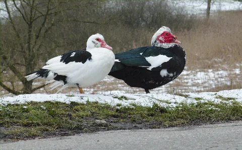 Birds (99758979)