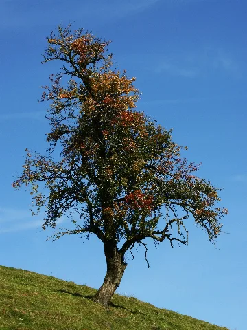 Birnbaum Pyrus 01