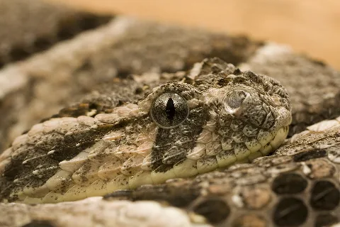 Bitis Arietans