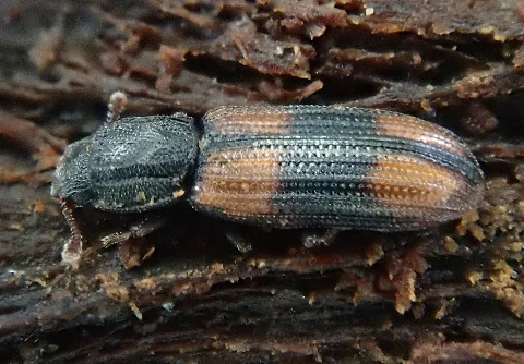 Bitoma Crenata Side