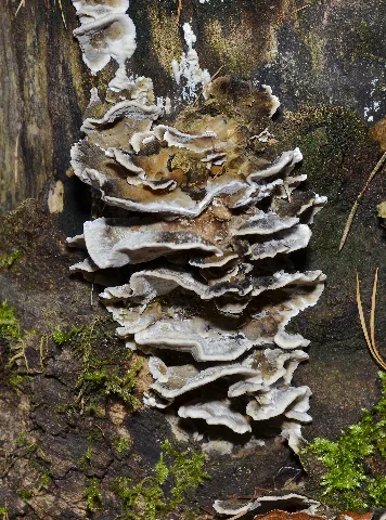 Bjerkandera Adusta Rauchgrauer Porling Angebrannter Rauchporling Smoky Bracket 01