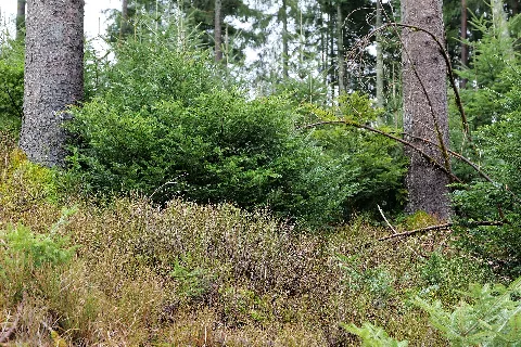 Black Forest At North Of Obertal Baiersbronn 2020 03 11 01