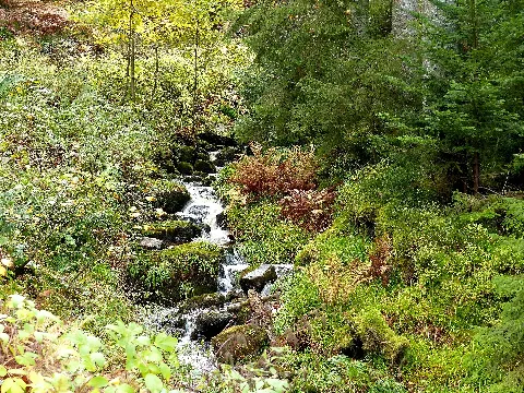 Black Forest Brook (10561899055)