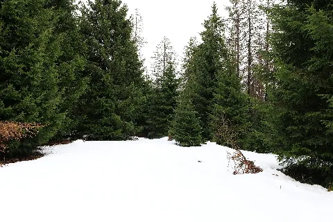 Black Forest National Park Baiersbronn 2020 03 11 10