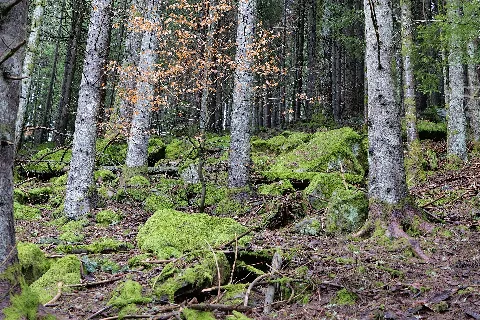 Black Forest National Park Baiersbronn 2020 03 11 53