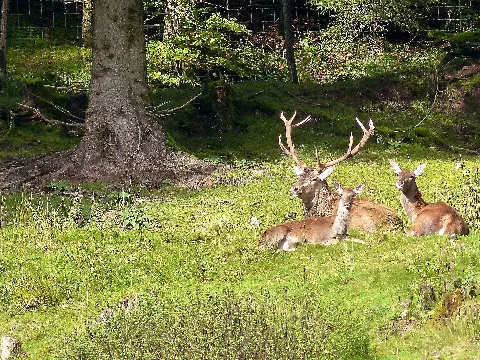 Black Forest Red Deer (10561868135)