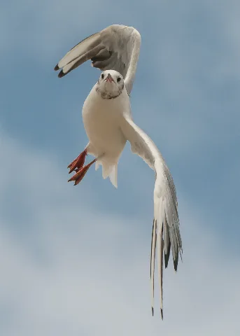 Black Headed Gull In Flight 140810 1