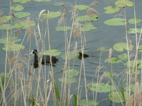 Blässhuhn Naturschutzgebiet Obertrumer See E Ortner