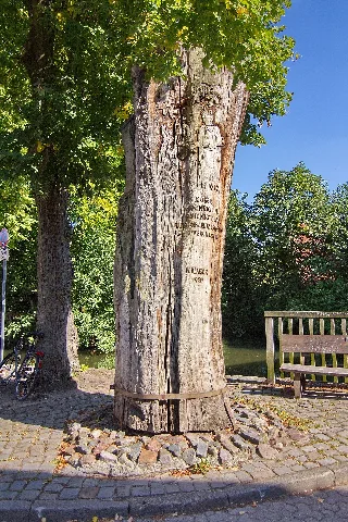 Blasek Eiche Am Kloster Wienhausen Img 2100
