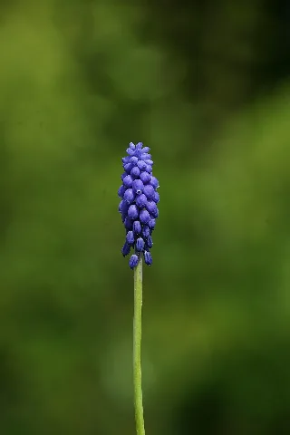 Blaue Blüte (34063475782)
