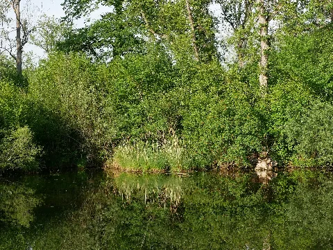 Blaues Loch Im Nsg Taubergießen, Blick Von Brücke Nach N O