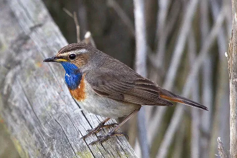 Blaukehlchen Beobachtungsplattform