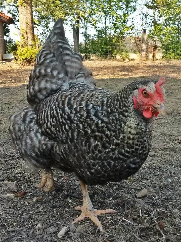 Blausperber Henne