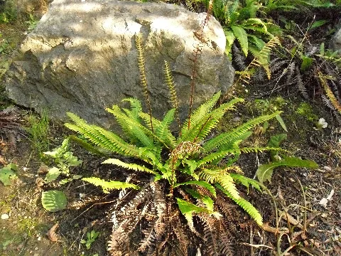 Blechnum Spicant, Düsseldorf