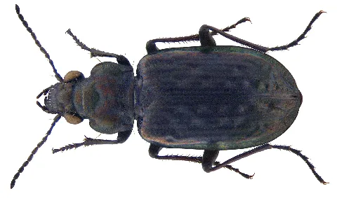Blethisa Multipunctata (Linné, 1758) (3287498757)