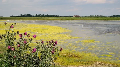 Blick Auf Die Lange Lacke Mit Algendecke Und Einigen Schwänen, Im Vordergrund Die Nickende Distel (Carduus Nutans). 02