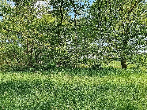 Blick Auf Die Sumpfwiese Neben Der Straße Am Stadtforst