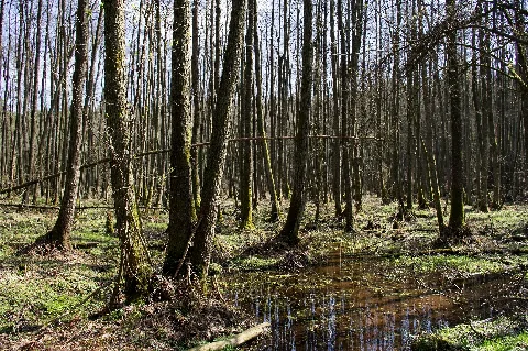 Blick In Den Söhlbruch Nsg Lü 045 165589