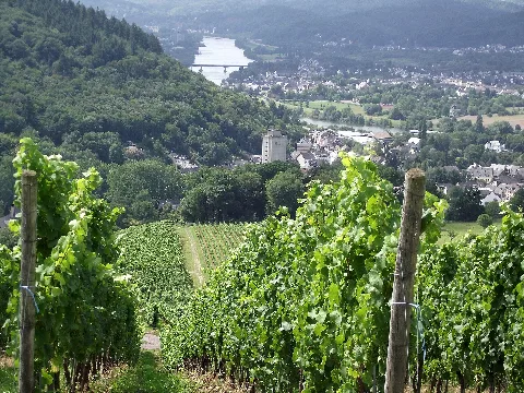 Blick Ins Moseltal