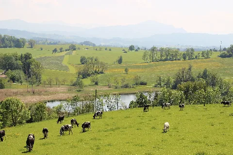 Blick Richtung Bachtelweiher Und Allgäuer Alpen 18052015 (Foto Hilarmont) (2)