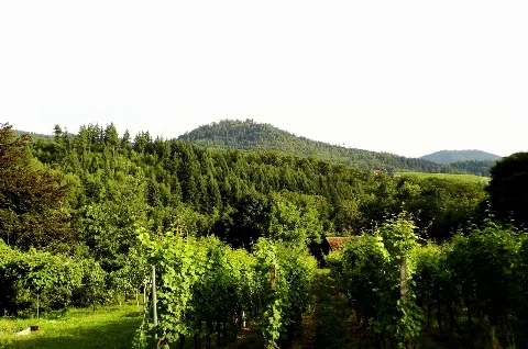 Blick Zur Yburg Panoramio