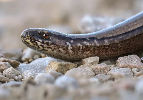 Blindschleiche (Anguis Fragilis), Nationalpark Eifel Bei Dreiborn, Nordrhein Westfalen (50342580856)