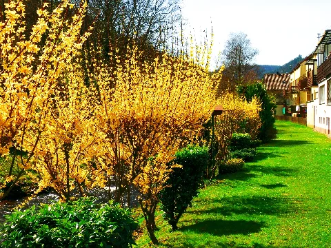 Blooming Forsythia Panoramio
