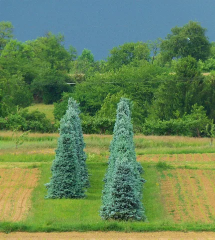 Blue Spruce Panoramio