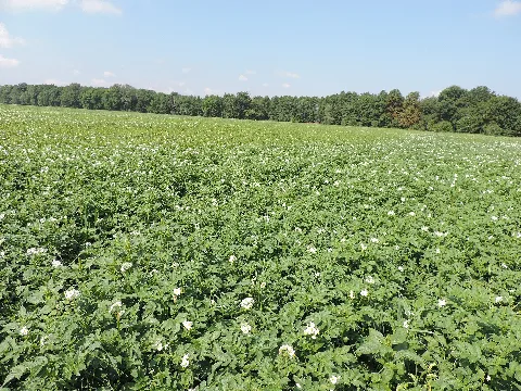 Blühender Kartoffelacker... Panoramio