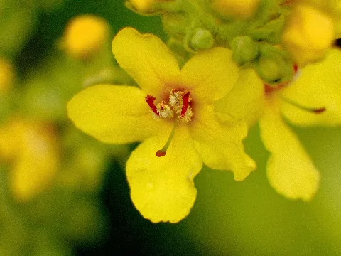 Blüte Der Königskerze Als Makroaufnahme
