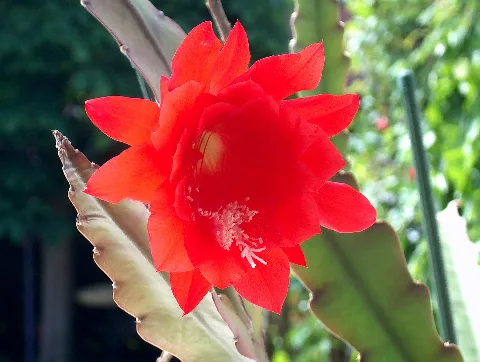 Blüte Panoramio