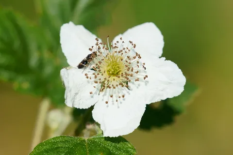 Blüten & Insekten (49924036222)