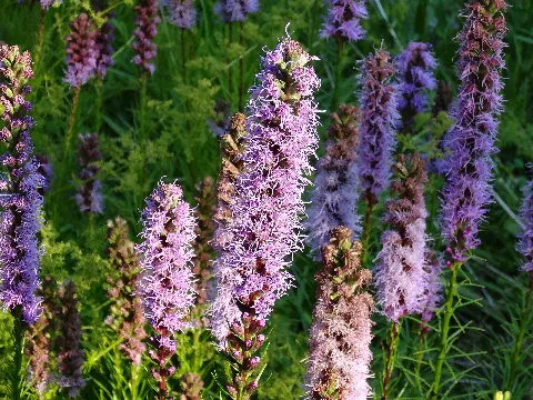 Blume 1